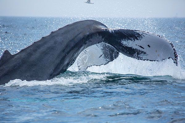 New England Aquarium Whale Watch