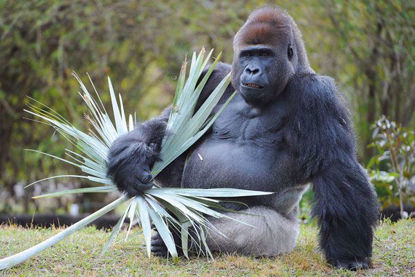 Gorillas