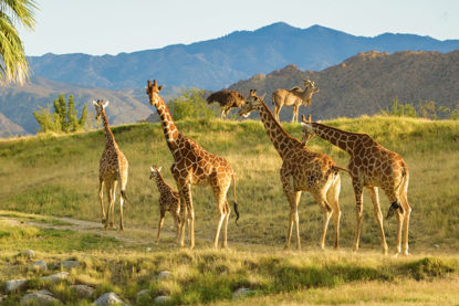 Palm Springs-The Living Desert
