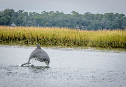 Picture of Dolphin Eco Tour