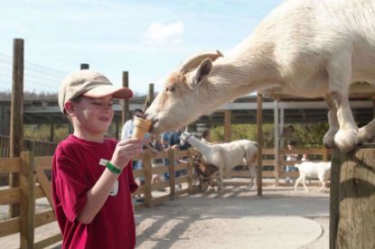 Picture of Gatorland Group Discount Tickets